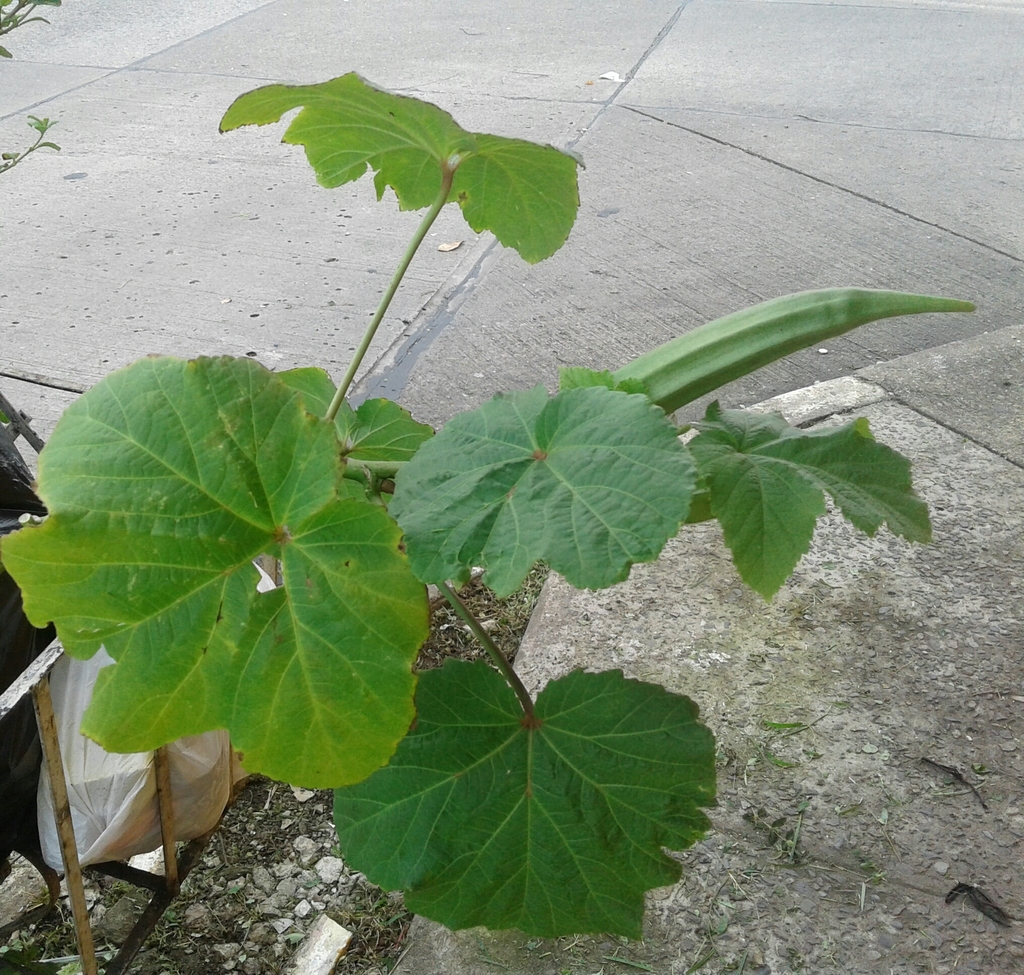 Okra