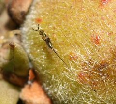 Sycoscapter cornutus