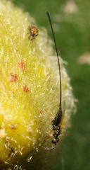 Sycoscapter cornutus