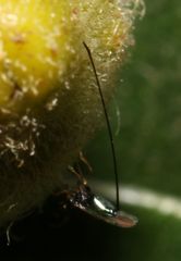 Sycoscapter cornutus