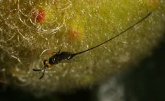 Sycoscapter cornutus