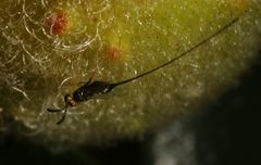 Sycoscapter cornutus