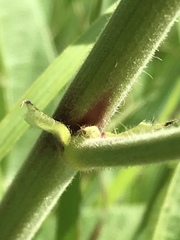 Desmodium illinoense
