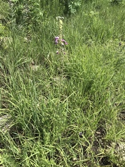 Desmodium illinoense