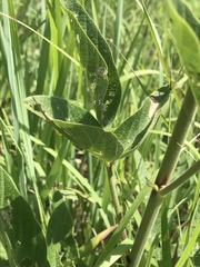 Desmodium illinoense