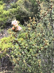 Ceanothus otayensis