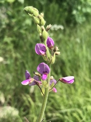 Desmodium illinoense