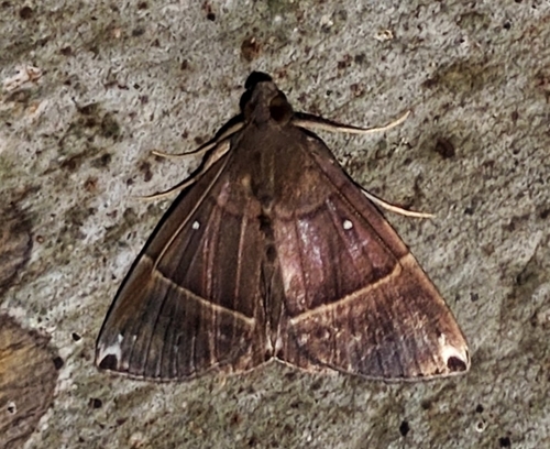 Hypena zarabena