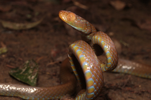 Blue-tailed Nocturnal Tree Snake