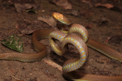 Blue-Tailed Nocturnal Tree Snake photo 4