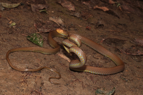 Blue-tailed Nocturnal Tree Snake