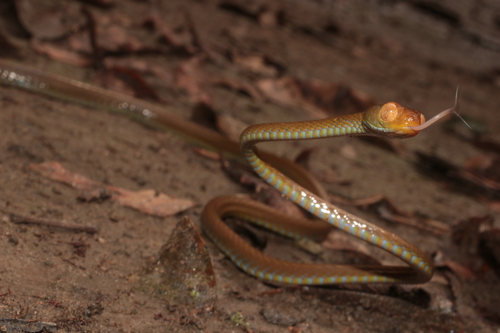 Blue-tailed Nocturnal Tree Snake