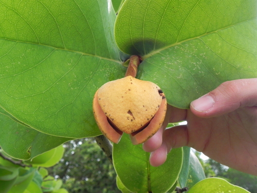 Annona coriacea (Annona coriacea)