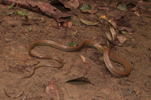 Blue-tailed Nocturnal Tree Snake