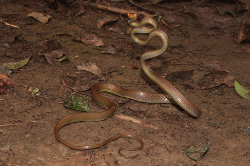 Blue-tailed Nocturnal Tree Snake