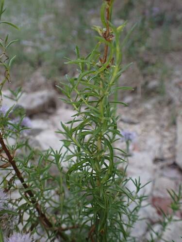Image of Mentha Cervina (Mentha cervina) by (c) Franck Cabot, some rights reserved (CC BY)