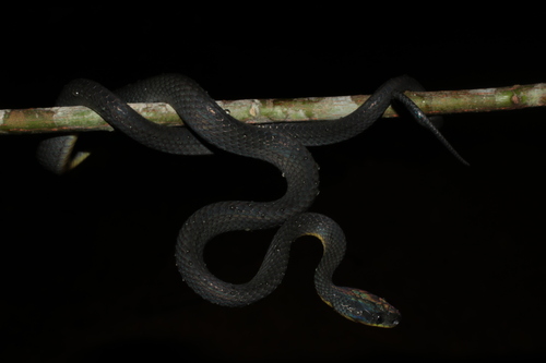 Weiler's Tree Snake