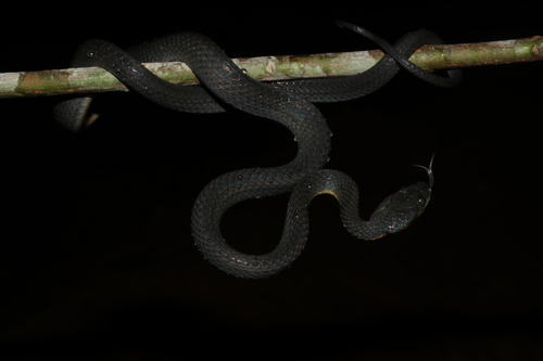 Weiler's Tree Snake
