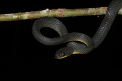 Black-Tailed Tree Snake photo 2