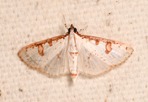 Inkblot Palpita Moth photo 2