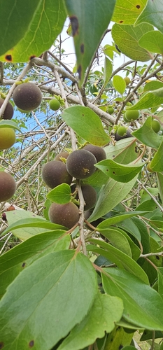 Dovyalis hebecarpa observed 2024-09-04