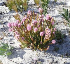 Stilbe ericoides