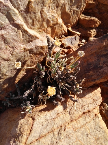 Banded Pearlfig (Monilaria scutata)