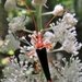 Bicolored Flower Longhorn Beetle - Photo (c) Lori A Owenby, some rights reserved (CC BY-NC), uploaded by Lori A Owenby