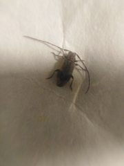 Exocentrus punctipennis