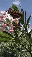 Vanessa virginiensis