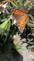 Vanessa virginiensis