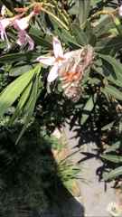 Vanessa virginiensis