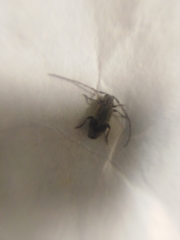 Exocentrus punctipennis