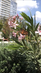 Vanessa virginiensis