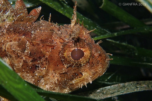 Black Scorpionfish, Taranto, Apulia, IT, photo 10 of 10