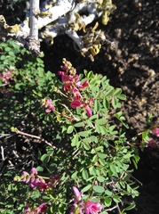 Indigofera ernstii