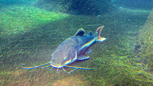 Red Tail Catfish