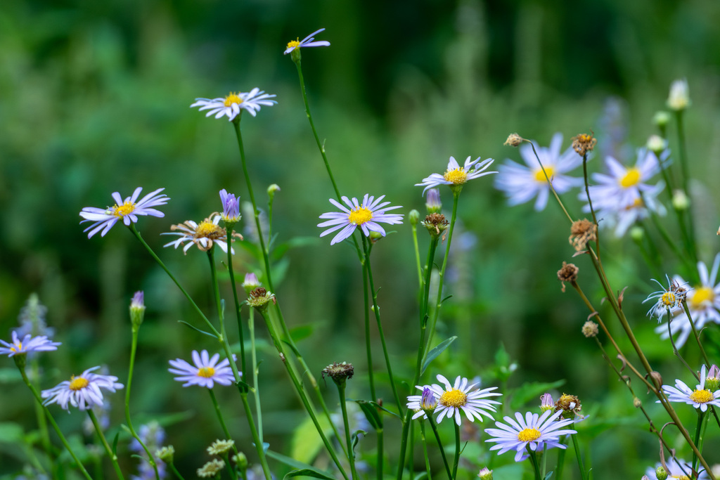 Korean aster