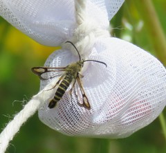 Bembecia ichneumoniformis