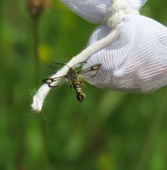 Bembecia ichneumoniformis