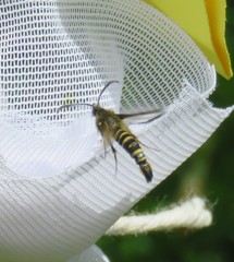 Bembecia ichneumoniformis