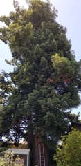 Sequoia sempervirens