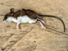 African Wading Rat photo 2