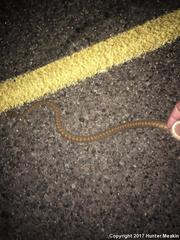 Arizona elegans eburnata