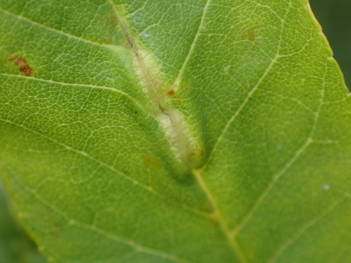 Dasineura fraxini