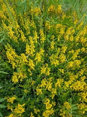 Genista tinctoria
