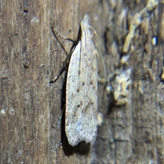 Dichomeris ventrellus