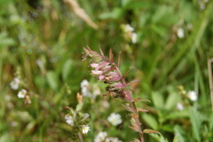 Odontites vernus