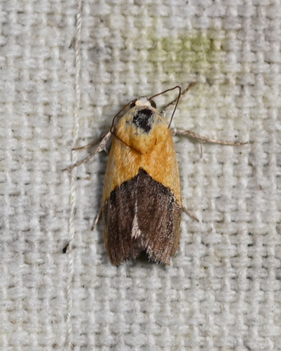 Half-yellow Moth photo 6