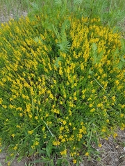 Genista tinctoria